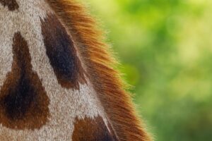 脱毛後の肌の赤みの持続時間の目安はどれくらい？