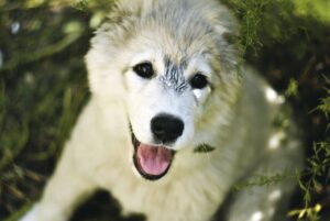 顔脱毛キャンペーンでお得に美肌を手に入れる方法は？